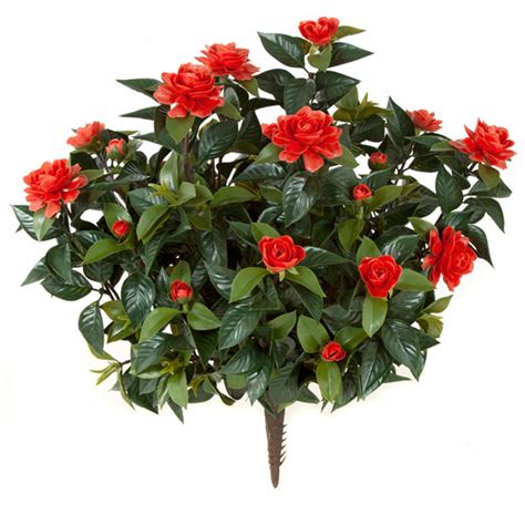 28 Inch Outdoor Gardenia Bushes In Red Color Or White Color Autograph