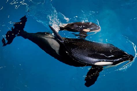 Chinese Marine Parks Orca Breeding Programme Is Indefensible South China Morning Post