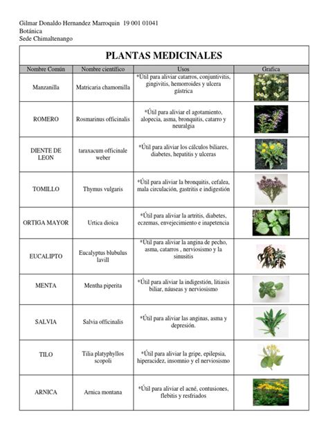 Tabla Plantas Medicinales Hierbas Y Especias Botánica