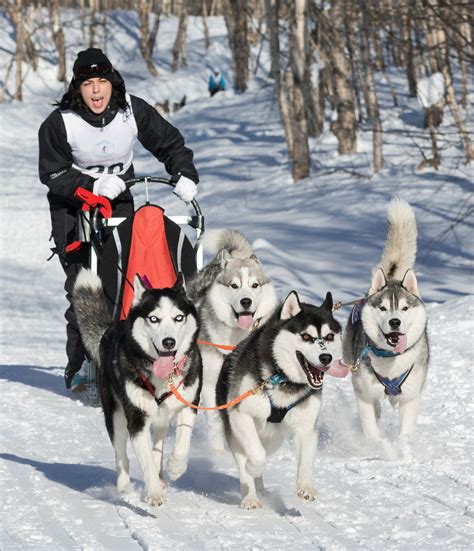 Why Do They Say Mush To Make Sled Dogs Go