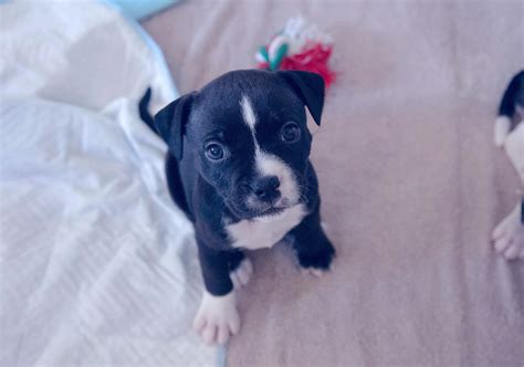 US Staffordshire Bull X Staffy - Ocean Reef - PetsForHomes