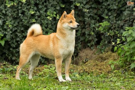 Japanese Shiba Inu Dog Breed Facts Highlights And Buying Advice