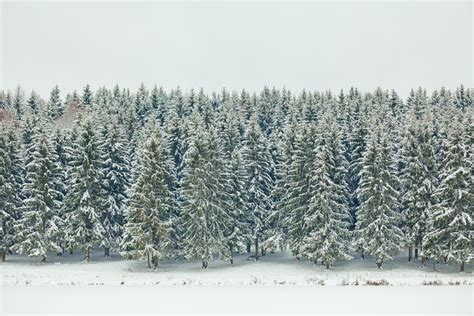 Winter Fir Tree Forest Stock Photo Image Of January 67951744