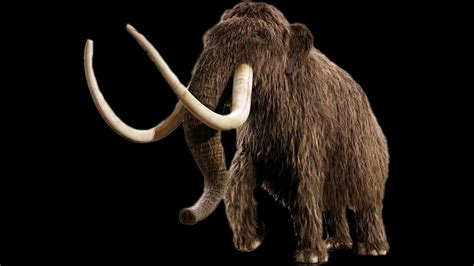 Woolly Mammoth Sound Effects Youtube