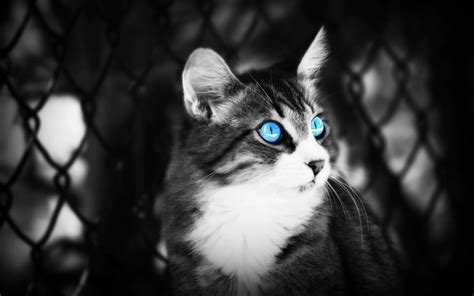 Wallpaper Blue Eyes Cat Black And White Picture 2560x1600