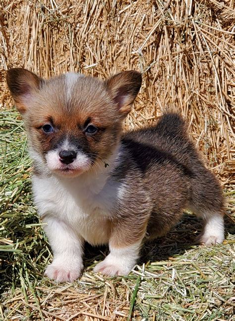 Being one of the smallest breeds in the herding group, it has attained immense popularity because of its connection with queen elizabeth ii, who possessed a special liking for them. Pembroke Welsh Corgi Puppies For Sale | Marana, AZ #320048