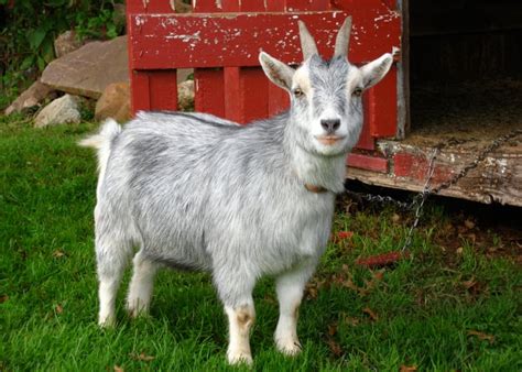 15 Best Small Goat Breeds For Pets