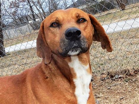Adopt Hunter 6012 On Petfinder Dog Adoption Redbone Coonhound