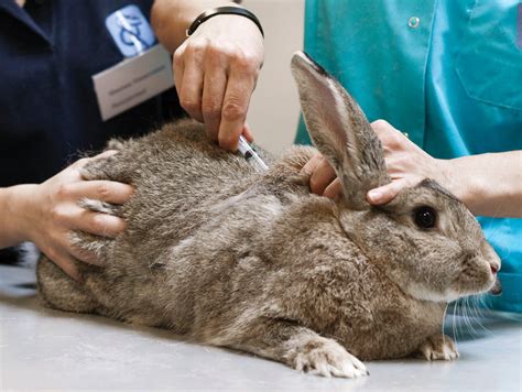 Rabbit Genitalia Diseases