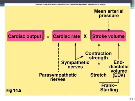 Cardiac Output Blood Flow And Blood Pressure