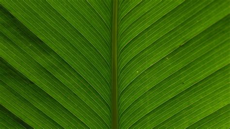 Wallpaper Leaf Macro Plant Hd Picture Image