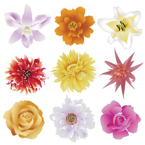 Collection Of Colorful Flowers On White Background Stock Vector