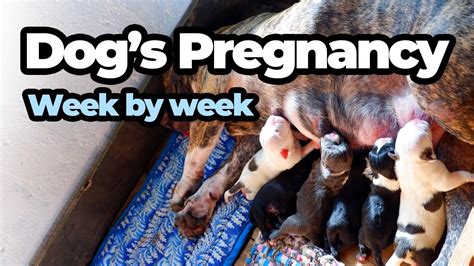 Stages Of Dog Pregnancy Week By Week Photos De For School