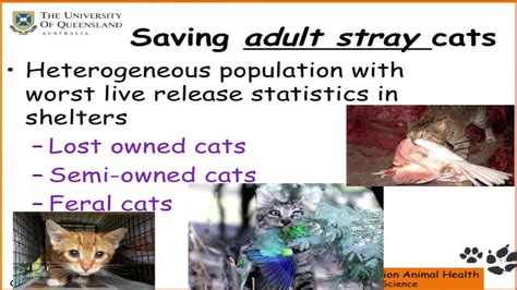 Professor Jacquie Rand Cat Management Strategies For Australia Youtube