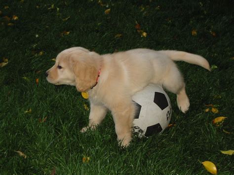 My Two Favorite Things Puppies And Soccer Cute Animals