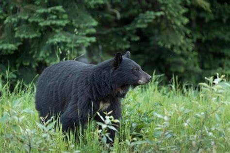 Black Bear Sightings On The Rise In Alabama Birmingham Al Patch
