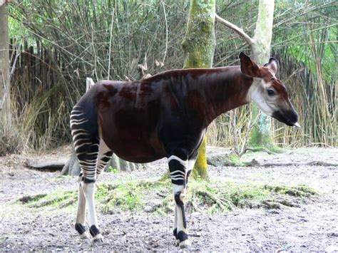 Keep reading and find out just how fascinating africa's wildlife. Picture 5 of 10 - Okapi (Okapia Johnstoni) Pictures ...