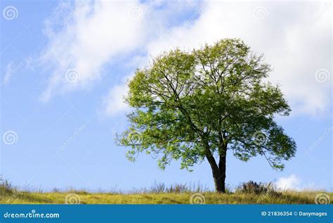 Isolated Tree Stock Photo Image Of Foliage Cloud Field 21836354