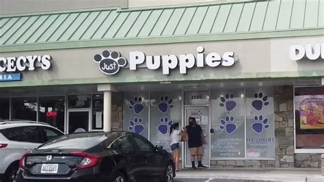 Puppies Store Near Me / Puppy Stores Places Vip Puppies : After all, a puppy isn't just a new