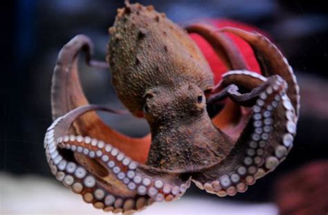 For every krake that spawns, there is a 10% chance for it to be an uncommon subspecies. Krake vom Bodensee: Paula lässt das Tippen sein ...