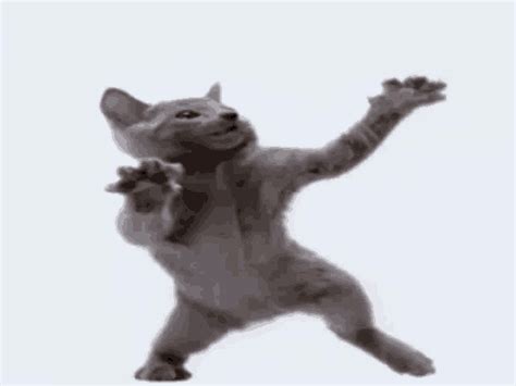 Dancing Cat  Tumblr