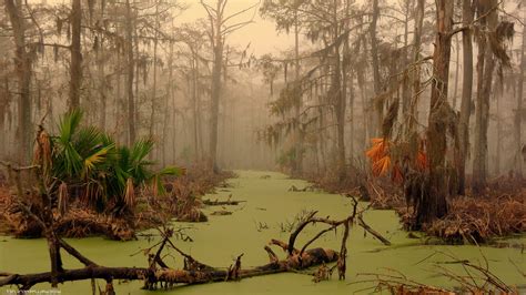 Swamp Landscape Trees Water Wallpapers Hd Desktop And Mobile