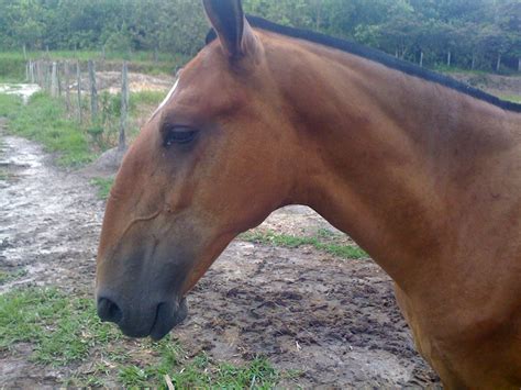 roman nose  horse breeds