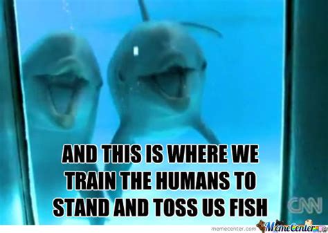 Funny Dolphin Meme