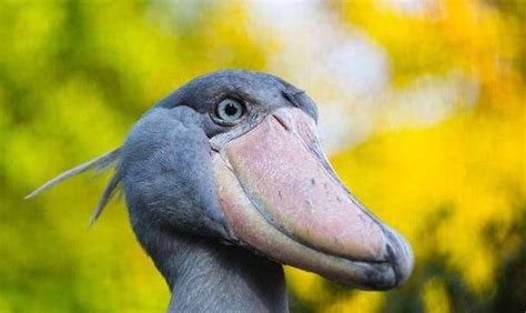 韩国动物园引进非洲傻鸟，一顿吃掉2000块，动物园亏到快破产