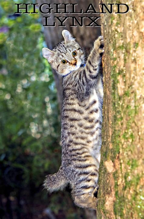 Tough cat names are a popular choice for big cats. Highland Lynx - A Guide To The Amazing Pet Wildcat