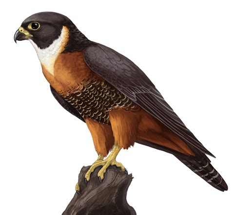 Colorido Falcon Halcón Png Imagenes Gratis 2022 Png Universe