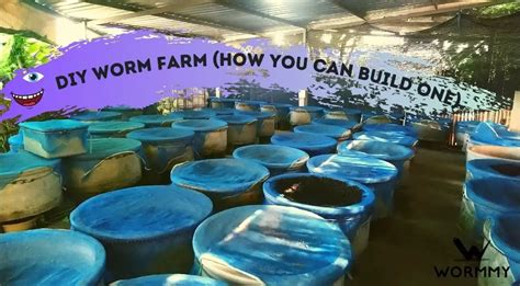 Diy Worm Farm How You Can Build One Yourself