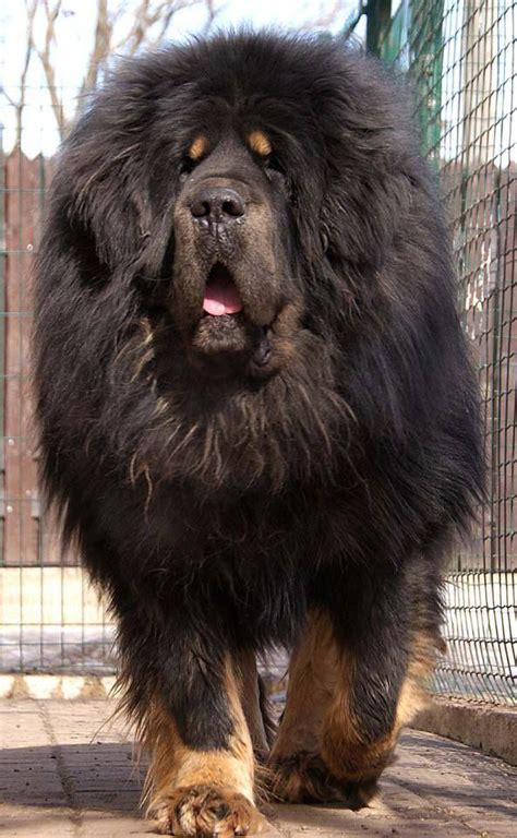 biggest   beautiful mastiff breeds   world