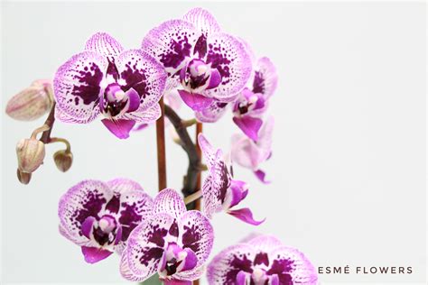 Mini Purple And White Phalaenopsis Orchid In Cliffside Park Nj Esme Flowers