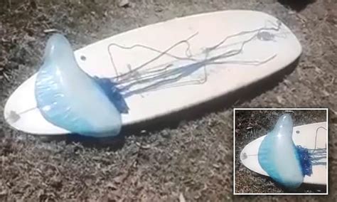 Surfer Shares Terrifying Footage Of A Monster Jellyfish The Size Of His