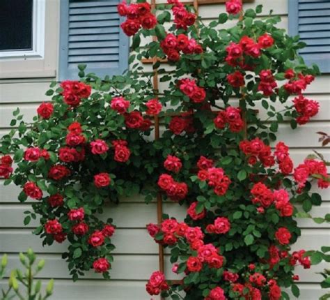 Lovely Red Climbing Roses Landscapedesignwithredroses Red Climbing