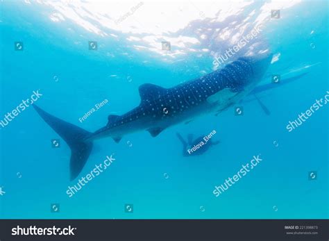 Underwater Shoot Gigantic Whale Sharks Rhincodon Stock Photo 221398873