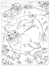 coloring pages  sea animals  coloring pages  kidsfree coloring home