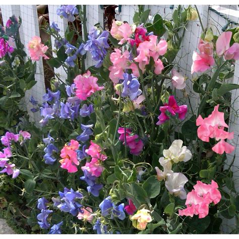 Lathyrus Sweet Pea Bijou Dwarf Mix Gardenpost Trendy Plants