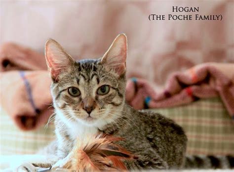 Exclusively Cats Veterinary Hospital Blog Meet Mr April Feline