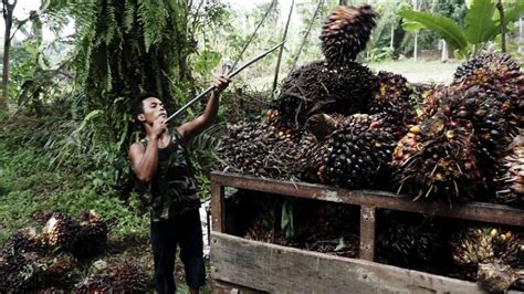 Palm oil, palm oil supplier, palm o. பலவகையில் அச்சுறுத்தும் கொரோனா : 'வீழ்ச்சியில் மலேசிய ...
