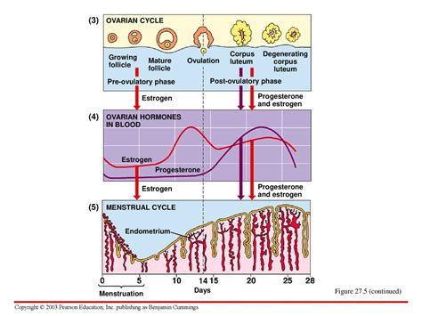 Chapter 27 Reproduction And Embryonic Development Ppt Download