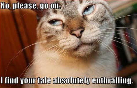 LOLCat No Please Go On I Find Your Tale Absolutely En Funny