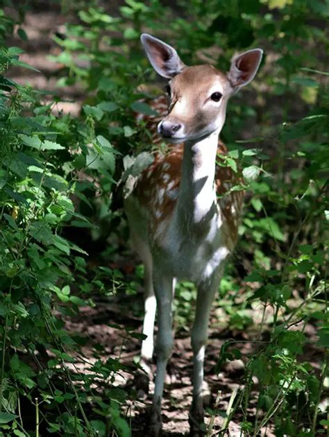 Fallow Deer The Animal Facts Appearance Diet Habitat Behavior