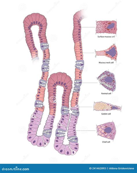 Gastric Gland The Cell In The Human Gastric Corpus Stock Illustration