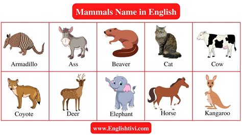 Mammals Name In English With Pictures Englishtivi