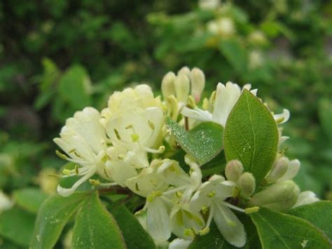 Download dwarf shrub images and photos. Lonicera x xylosteoides 'Clavey's Dwarf' Honeysuckle ...