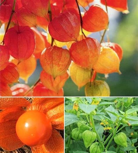 Cape Goose Berrygolden Berryperuvian Ground Cherryrasbhari Plant