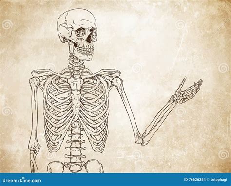 Human Skeleton Posing Over Old Grunge Paper Background Vector Stock