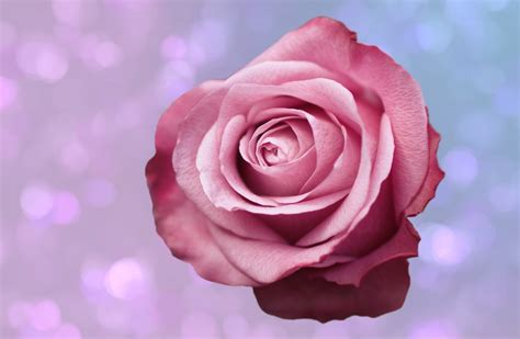 Rose Background Love Flower Free Stock Photo Public Domain Pictures